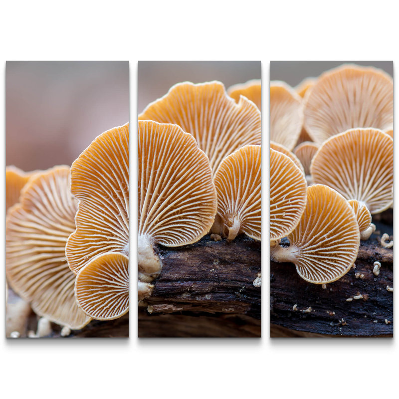 East Urban Home Bitter Oyster Mushroom Photographic Print MultiPiece